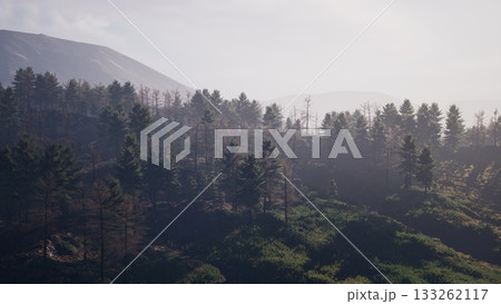 Charred trees stand tall against the sunlight, symbolizing natures endurance. Greenery begins to reclaim burned land, harmonizing with misty mountains in the background, evoking hope. 133262117