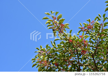 クロガネモチ（モチノキ科）の赤い実 133262738