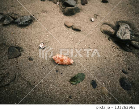 海岸の貝殻 海岸の貝殻 133262968