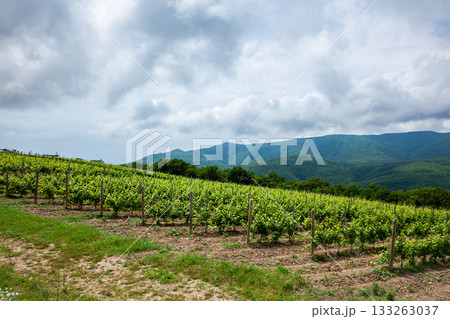Rolling vineyard landscape with green grapevines under cloudy sky near mountains 133263037