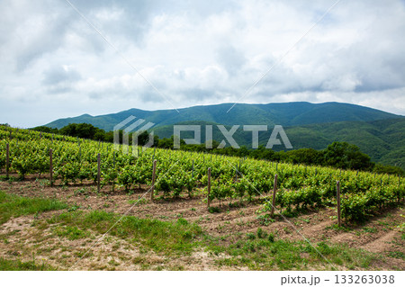 Rolling vineyard landscape with green grapevines under cloudy sky near mountains Rolling vineyard landscape with green grapevines under cloudy sky near mountains 133263038