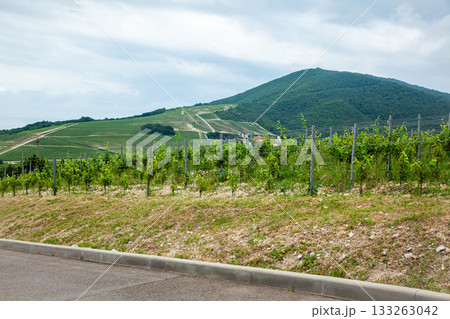Vineyard landscape with green hills under a cloudy sky in summer 133263042