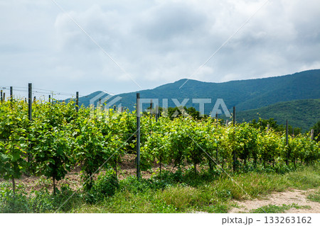 Green grapevines in a vineyard with mountains in the background under cloudy sky Green grapevines in a vineyard with mountains in the background under cloudy sky 133263162
