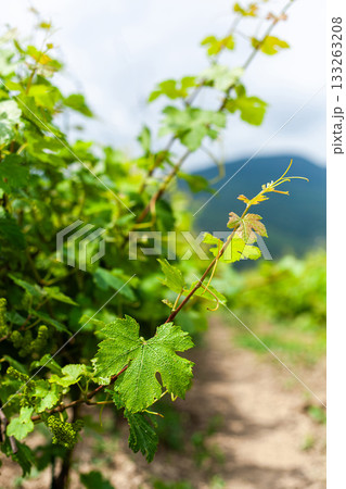 Grapevine leaves growing in a sunny vineyard with mountains in the background 133263208