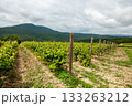 Wine vineyard landscape with green vines under a cloudy sky in a mountainous region 133263212