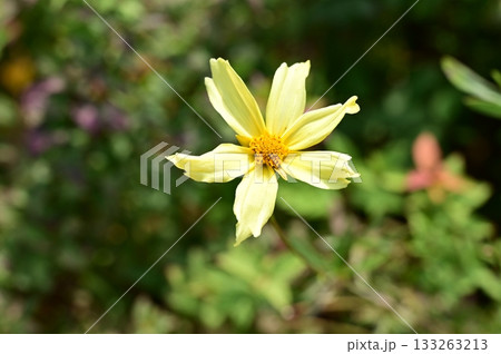 コレオプシス・グランディフローラ（キク科） 133263213