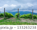Lush vineyard landscape with green grapevines and rolling hills under cloudy sky 133263238