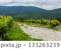 Vineyard pathway along lush green hills in rural landscape 133263239