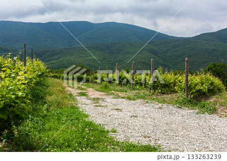 Vineyard pathway along lush green hills in rural landscape 133263239
