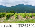 Vineyard landscape with mountain backdrop in the afternoon sun 133263240