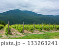 Vineyard landscape with mountain backdrop in the afternoon sun 133263241