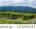 Vineyard landscape under cloudy sky in the mountains during midday 133263243