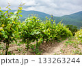Vineyard rows flourishing under cloudy skies in scenic countryside 133263244