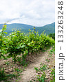 Vineyard rows with lush green grapes under cloudy sky in a scenic hillside area 133263248