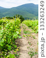 Vineyard rows stretching under bright skies and distant mountains in the countryside 133263249
