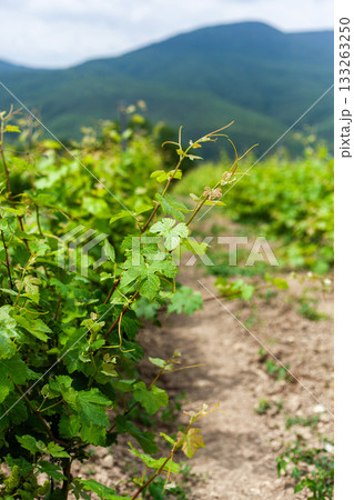 Vineyard rows stretching under bright skies and distant mountains in the countryside Vineyard rows stretching under bright skies and distant mountains in the countryside 133263250