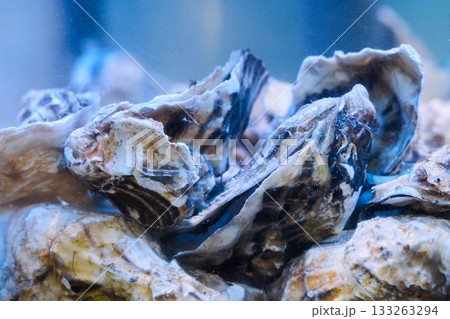 Brightly lit seafood stall amid lively city night atmosphere 133263294