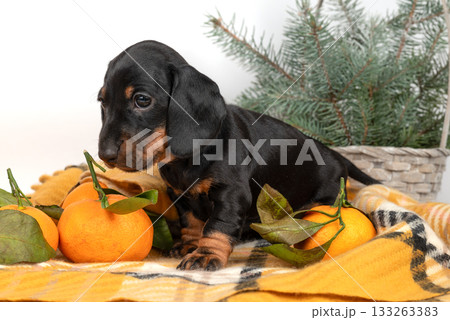 black dachshund puppy sits among tangerines and festive backdrop of pine branches 133263383