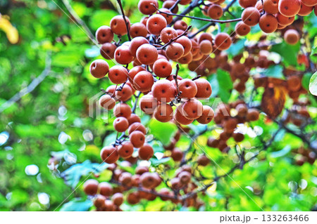 小さなヤマナシの実(秋、十一月) 小さなヤマナシの実(秋、十一月) 133263466