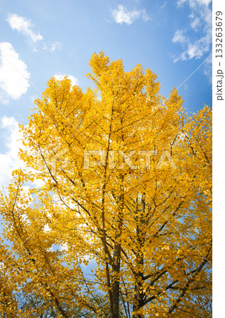 11月の真っ黄色に紅葉したイチョウの葉 11月の真っ黄色に紅葉したイチョウの葉 133263679