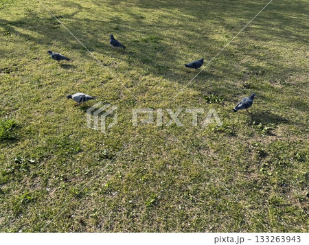 鳩のいる風景 鳩のいる風景 133263943