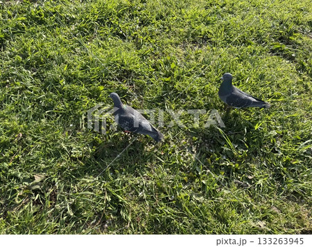 芝生の中を歩く鳩 芝生の中を歩く鳩 133263945