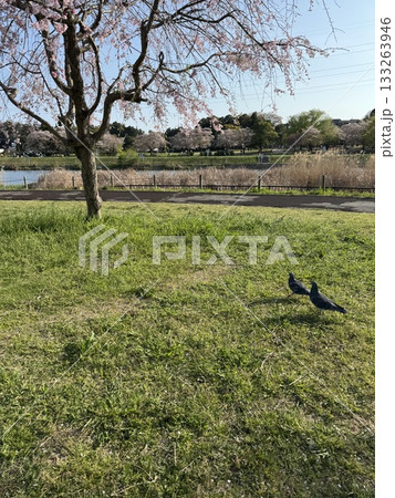 桜の木がある芝生広場を散歩する鳩 133263946