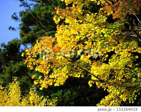 《高知県》紅葉 133264019