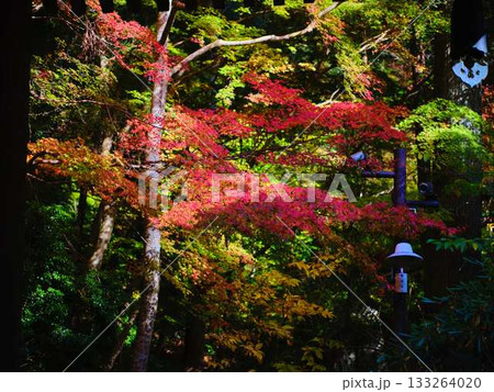 《高知県》紅葉 133264020