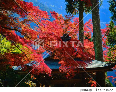 《高知県》紅葉 133264022
