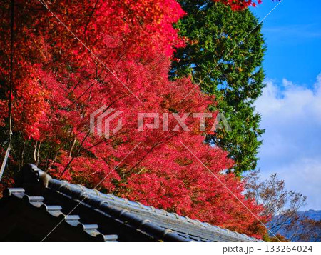《高知県》紅葉 133264024