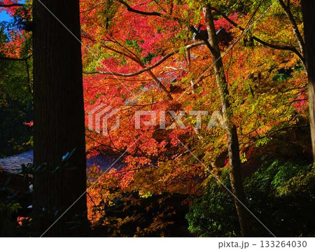 《高知県》紅葉 《高知県》紅葉 133264030