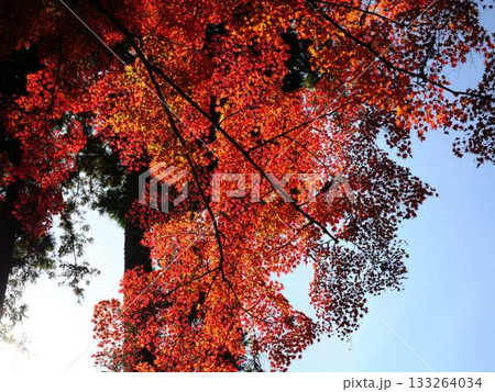 《高知県》紅葉 《高知県》紅葉 133264034