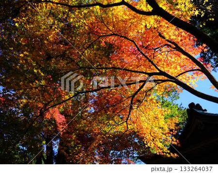 《高知県》紅葉 《高知県》紅葉 133264037