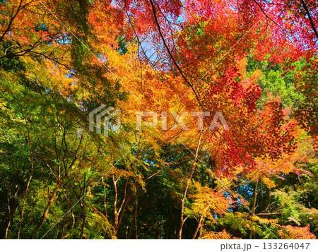 《高知県》紅葉 《高知県》紅葉 133264047