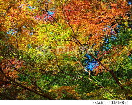 《高知県》紅葉 133264050