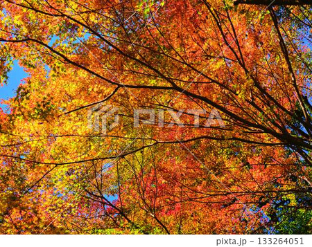 《高知県》紅葉 133264051