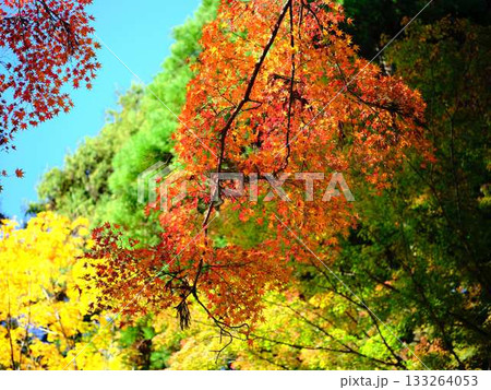 《高知県》紅葉 133264053