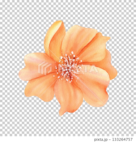 Orange peony flower, open bud with pistils and stamens. Watercolor Delicate floral clip art. Isolated illustration in vintage color. For your design in greeting card to Women's Day, spring sticker 133264757