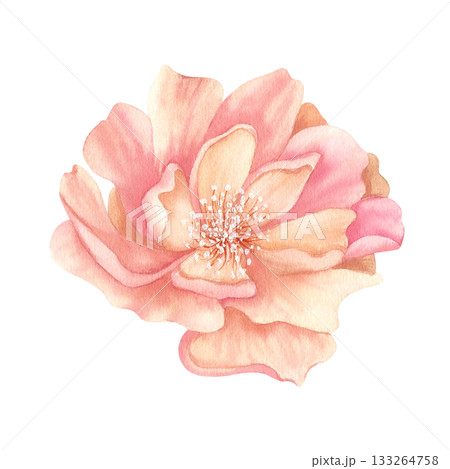 Peony open bud watercolor. Delicate Pink floral clip art. Realistic flower illustration in vintage color, isolated from background. For your design in greeting card to Women's Day, spring sticker 133264758