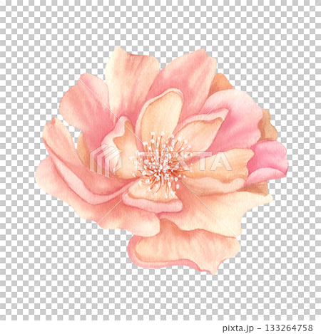 Peony open bud watercolor. Delicate Pink floral clip art. Realistic flower illustration in vintage color, isolated from background. For your design in greeting card to Women's Day, spring sticker 133264758