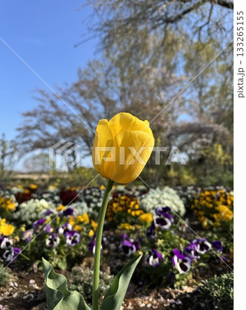 春の花壇に咲く黄色いチューリップ 133265155