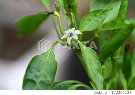唐辛子の花 133265187