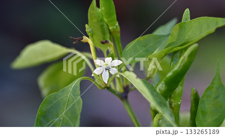 唐辛子の花 133265189