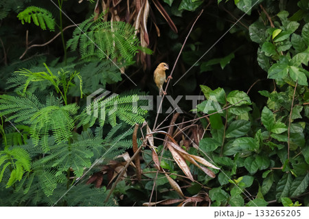 The yellow bird is rest and stay in the tree 133265205