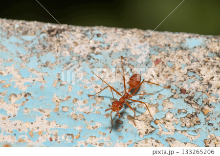 Close up the red ant on old wall Close up the red ant on old wall 133265206