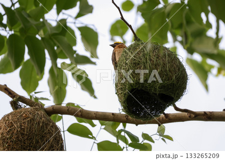 The yellow bird on Build nest from dry stick hay in nature 133265209