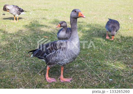 Greylag goose with gosling riding on back in grassy park 133265260
