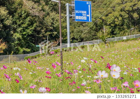 袋井市のみつかわ夢の丘公園のコスモス畑の風景(静岡県) 袋井市のみつかわ夢の丘公園のコスモス畑の風景(静岡県) 133265271