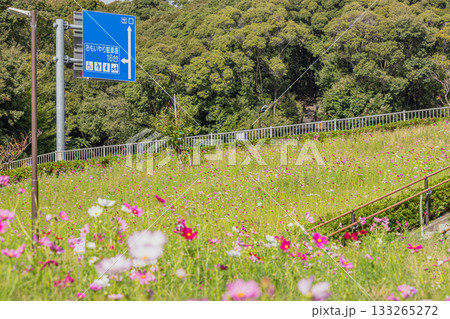 袋井市のみつかわ夢の丘公園のコスモス畑の風景(静岡県) 133265272